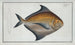 Stromateus Paru - Marcus Elieser Bloch — artwork view
