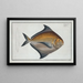Stromateus Paru - Marcus Elieser Bloch — framed artwork on a wall
