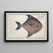 Stromateus argenteus, le Pampel argenté - Marcus Elieser Bloch — framed artwork on a wall