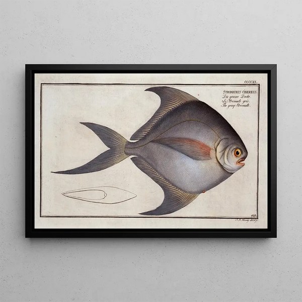 Stromateus cinereus The gray stromate - Marcus Elieser Bloch — framed artwork on a wall