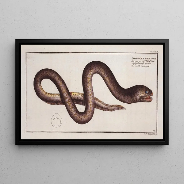 Synbranchus marmoratus The marbled swamp eel - Marcus Elieser Bloch — framed artwork on a wall