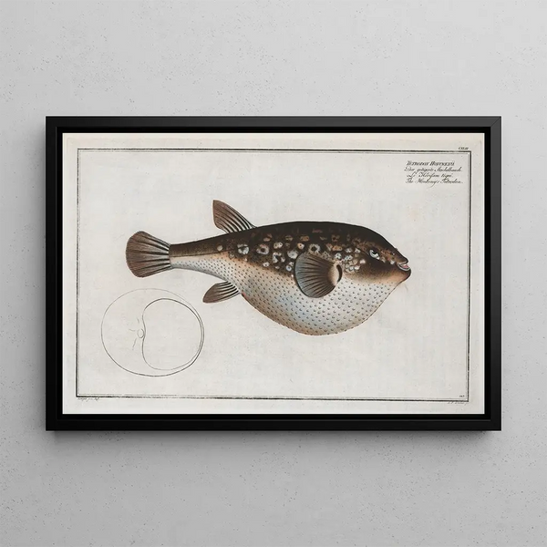 Tétrodon Honckenii The Honkenys Tétrodon - Marcus Elieser Bloch — framed artwork on a wall