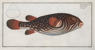 Marcus Elieser Bloch - Tetrodon Testudineus The Toadfish.webp