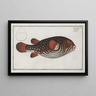 Marcus Elieser Bloch - Tetrodon Testudineus The Toadfish.webp