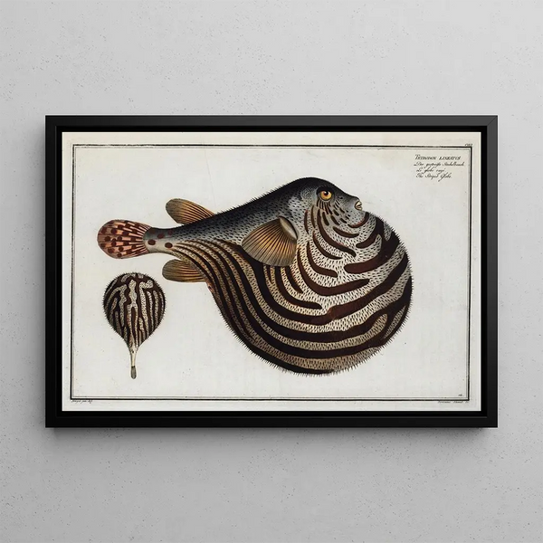 Tétrodon léniatus The Striped Globe - Marcus Elieser Bloch — framed artwork on a wall