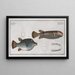 Tétrodon oblongus - Marcus Elieser Bloch — framed artwork on a wall