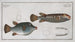 Tétrodon oblongus - Marcus Elieser Bloch — artwork view