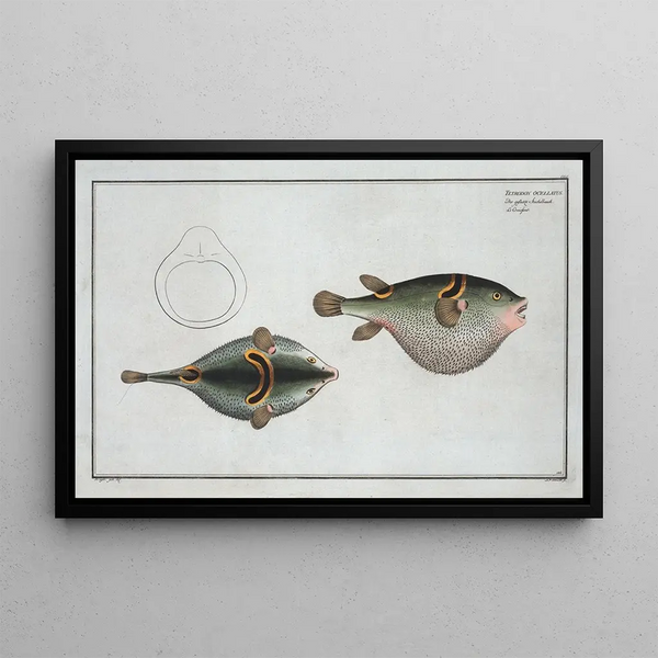 Tétrodon ocellatus - Marcus Elieser Bloch — framed artwork on a wall