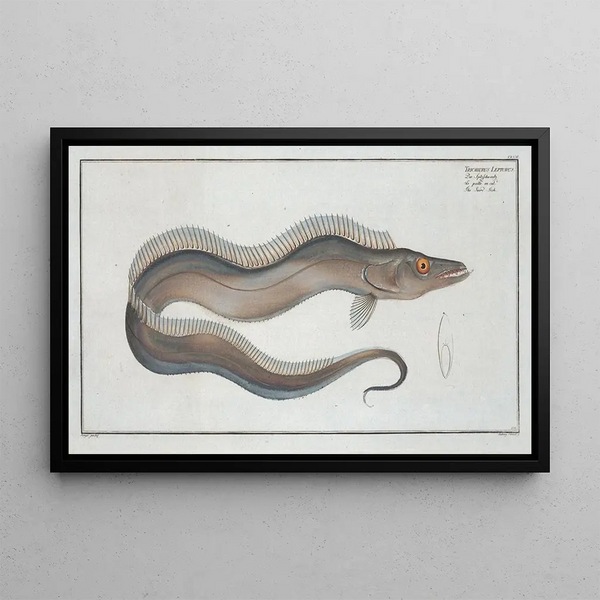 Trichiurus Lepturus Swordfish - Marcus Elieser Bloch — framed artwork on a wall