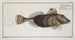 Trigla Carolina, the Little Flying Fish - Marcus Elieser Bloch — artwork view