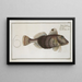 Trigla Carolina, the Little Flying Fish - Marcus Elieser Bloch — framed artwork on a wall