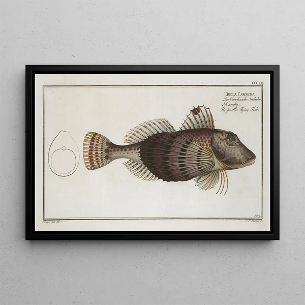 Trigla Carolina, the Little Flying Fish - Marcus Elieser Bloch — framed artwork on a wall