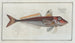 Trigla cuculus, the red gurnard - Marcus Elieser Bloch — artwork view