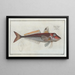 Trigla cuculus, the red gurnard - Marcus Elieser Bloch — framed artwork on a wall