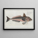Trigla gurnardus The grey gurnard - Marcus Elieser Bloch — framed artwork on a wall