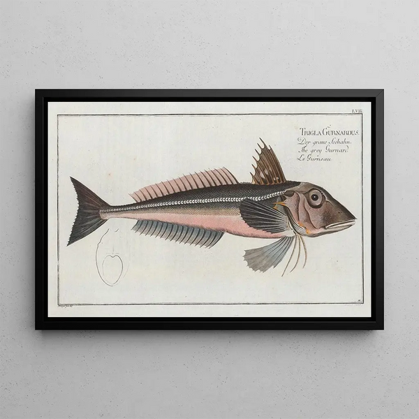 Trigla gurnardus The grey gurnard - Marcus Elieser Bloch — framed artwork on a wall