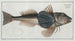 Trigla Hirundo The Fish-Tub - Marcus Elieser Bloch — artwork view