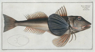 Trigla Hirundo The Fish-Tub - Marcus Elieser Bloch — artwork view