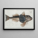 Trigla Hirundo The Fish-Tub - Marcus Elieser Bloch — framed artwork on a wall