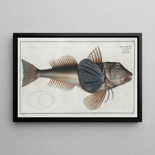 Trigla Hirundo The Fish-Tub - Marcus Elieser Bloch — framed artwork on a wall