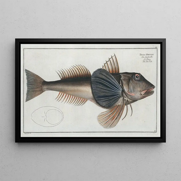 Trigla Hirundo The Fish-Tub - Marcus Elieser Bloch — framed artwork on a wall