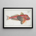 Trigla lyra le joueur de cornemuse - Marcus Elieser Bloch — framed artwork on a wall