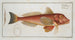 Trigla pini The pine branch - Marcus Elieser Bloch — artwork view