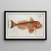 Trigla pini The pine branch - Marcus Elieser Bloch — framed artwork on a wall