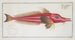 Trigla cataphracta Le Rochet - Marcus Elieser Bloch — artwork view