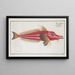 Trigla cataphracta Le Rochet - Marcus Elieser Bloch — framed artwork on a wall