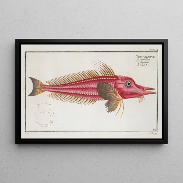 Trigla cataphracta Le Rochet - Marcus Elieser Bloch — framed artwork on a wall