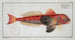 Trigla lineata The striped gurnard - Marcus Elieser Bloch — artwork view