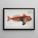 Trigla lineata The striped gurnard - Marcus Elieser Bloch — framed artwork on a wall