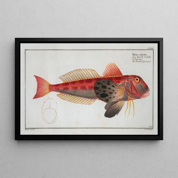 Trigla lineata The striped gurnard - Marcus Elieser Bloch — framed artwork on a wall
