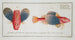 Trigla punctata The dotted gurnard - Marcus Elieser Bloch — artwork view