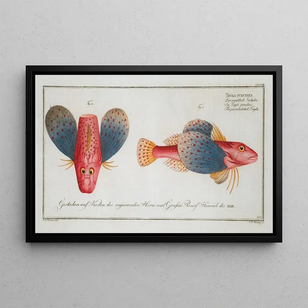 Trigla punctata The dotted gurnard - Marcus Elieser Bloch — framed artwork on a wall