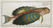 Trigla volitans, the flying fish - Marcus Elieser Bloch — artwork view
