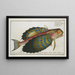Trigla volitans, the flying fish - Marcus Elieser Bloch — framed artwork on a wall