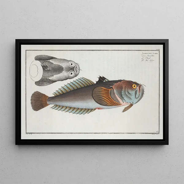 Uranoscopus scaber, the gasper fish - Marcus Elieser Bloch — framed artwork on a wall