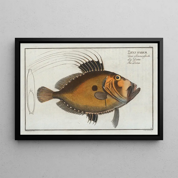 Zeus faber, la Dorée - Marcus Elieser Bloch — framed artwork on a wall