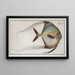 Zeus ciliaris painting - Marcus Elieser Bloch — framed artwork on a wall