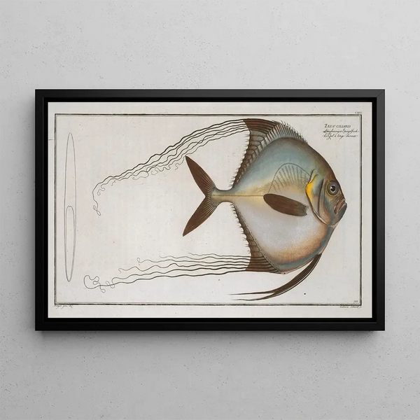 Zeus ciliaris painting - Marcus Elieser Bloch — framed artwork on a wall