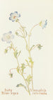 Némophile - Margaret Armstrong — artwork view