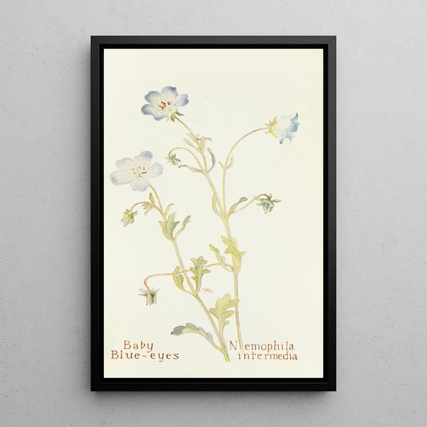 Némophile - Margaret Armstrong — framed artwork on a wall