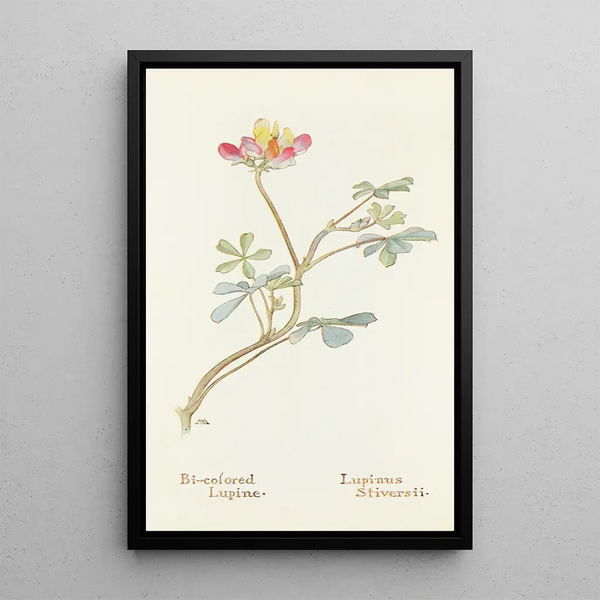 Bicolored Lupin Painting - Margaret Armstrong — framed artwork on a wall
