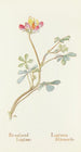 Bicolored Lupin Painting - Margaret Armstrong — artwork view