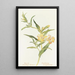 Mimulus arbustif - Margaret Armstrong — framed artwork on a wall