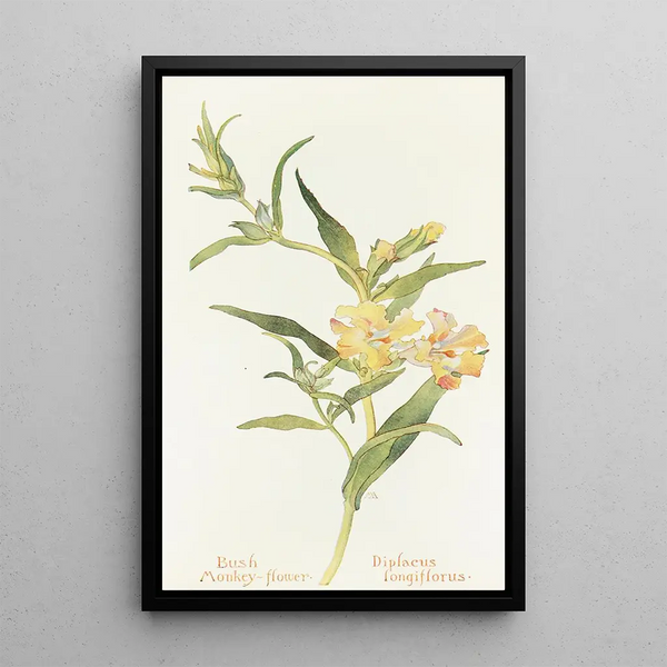 Mimulus arbustif - Margaret Armstrong — framed artwork on a wall