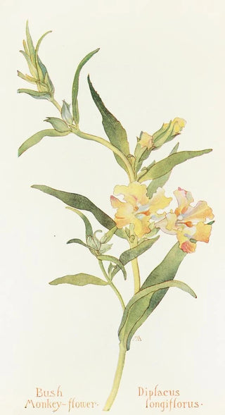 Margaret Armstrong - Bush Monkey Flower.webp