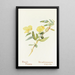 Poppy Shrub - Margaret Armstrong — framed artwork on a wall